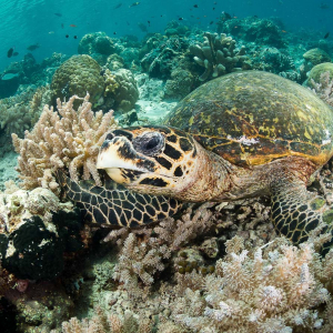 World Turtle Day Banner