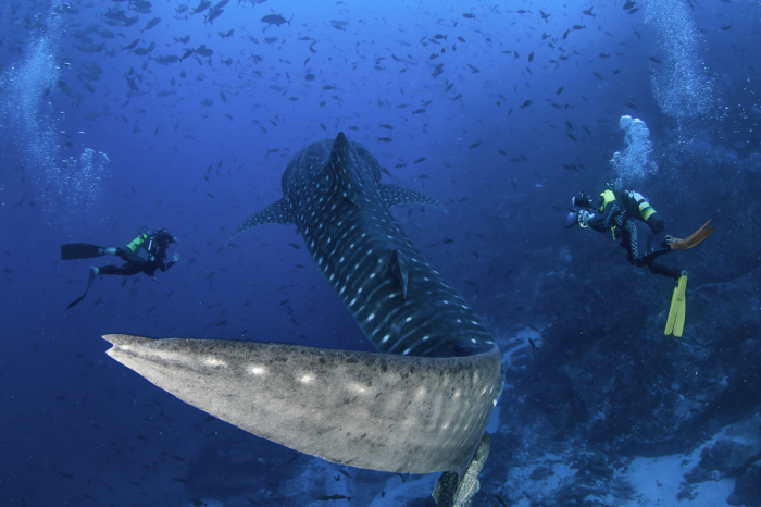 Best Dive Sites Bajo Alcyone