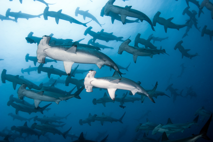 Best Dive Sites Galapagos