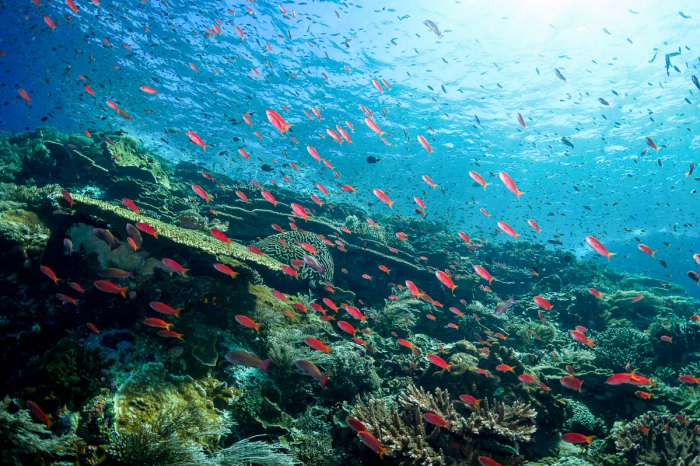 Best Dive Sites Komodo