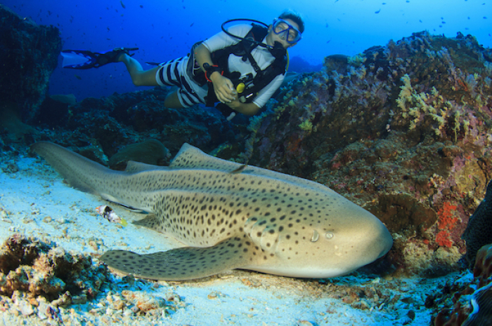 Leopard Zebra Shark 1