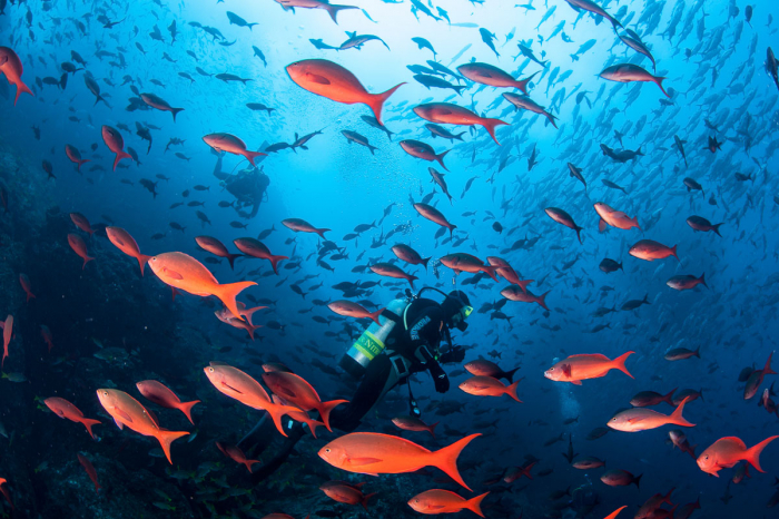 Zu Blu Favourite Dive Sites Cocos