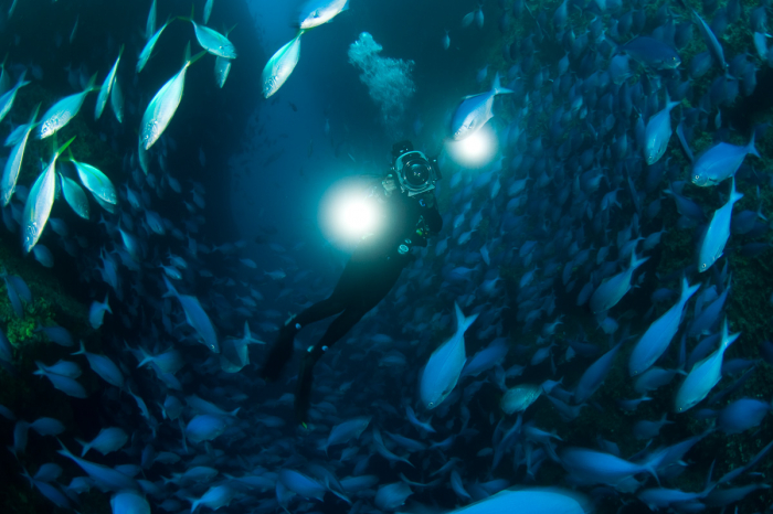 Zu Blu Favourite Dive Sites Nz