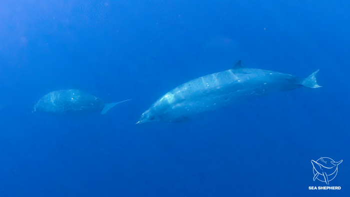 New Whale Species Discovered In Mexico