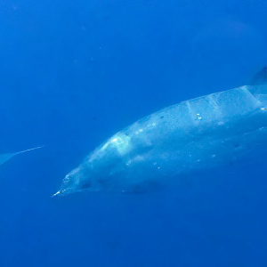 New Whale Species Banner