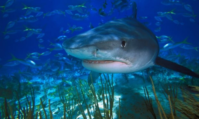 Sharks Critical