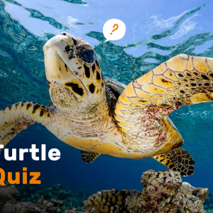 Turtle Banner Insight