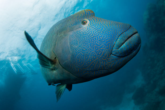 Cairns Port Douglas Scuba Diving 2