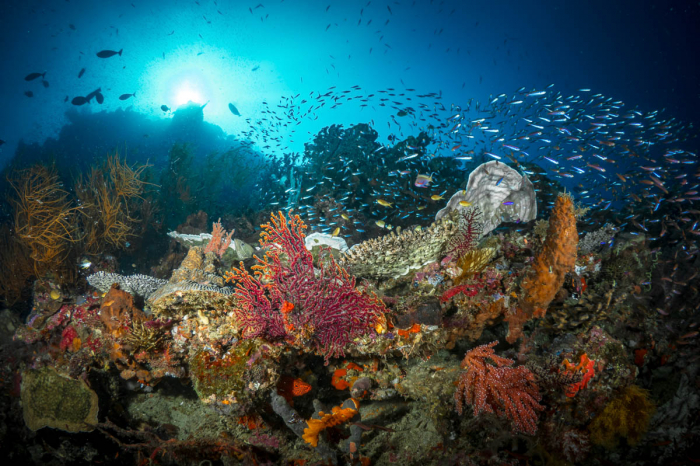 Cairns Port Douglas Scuba Diving 4