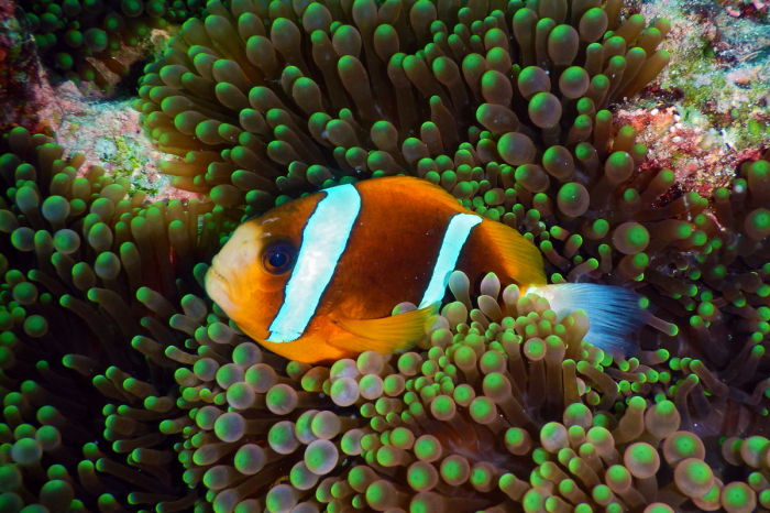 Cairns Port Douglas Scuba Diving 6
