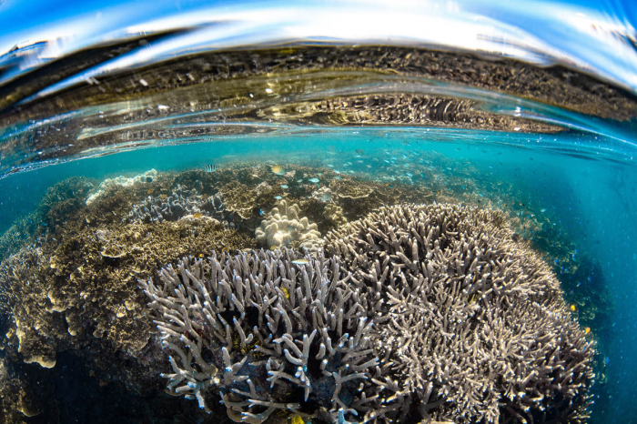 Cairns Port Douglas Scuba Diving 7