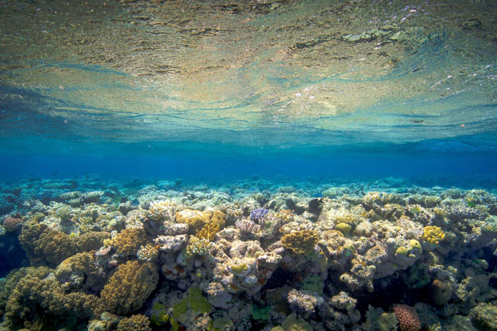 Cairns Port Douglas Scuba Diving 9