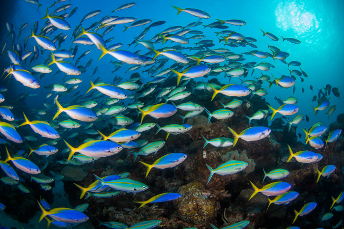 Cairns Port Douglas Scuba Diving 13