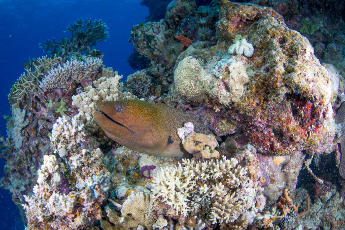 Cairns Port Douglas Scuba Diving 14