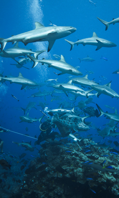 Coral Sea Australia Scuba Diving Portrait