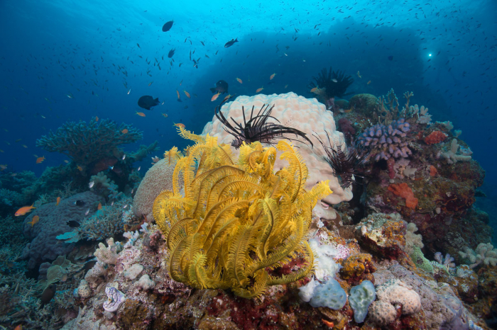 Coral Sea Australia Scuba Diving 3