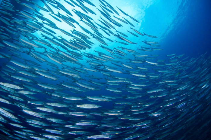 Coral Sea Australia Scuba Diving 4