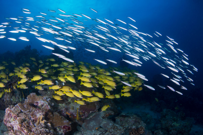 Coral Sea Australia Scuba Diving 6