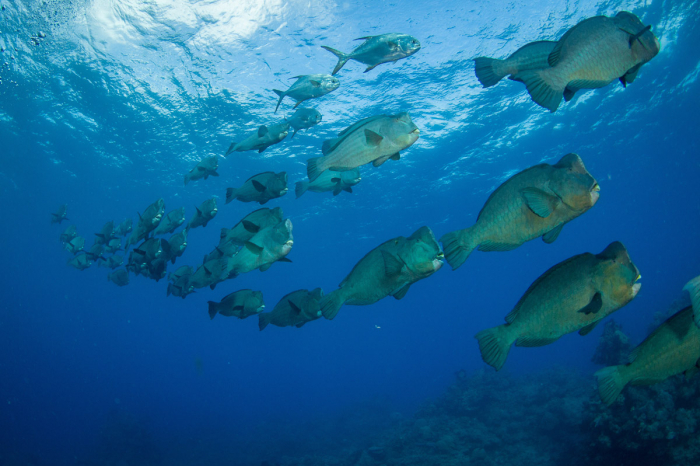 Coral Sea Australia Scuba Diving 7