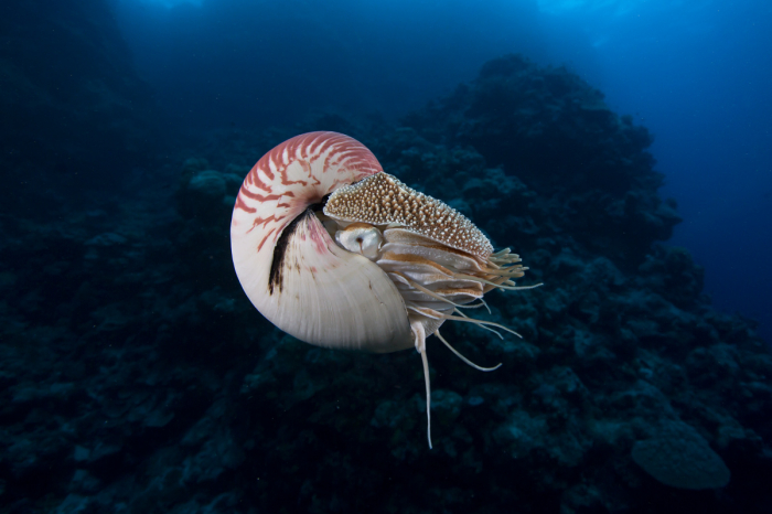 Coral Sea Australia Scuba Diving 8