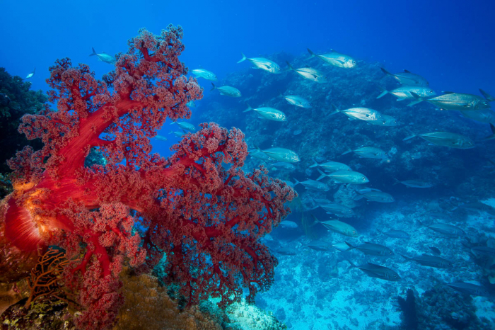 Coral Sea Australia Scuba Diving 10