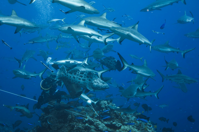 Coral Sea Australia Scuba Diving 11
