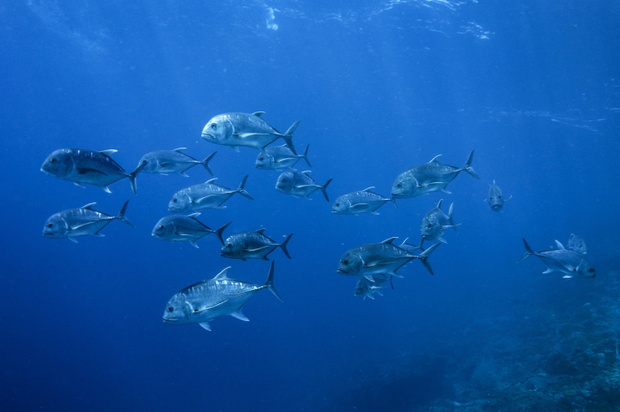 Coral Sea Australia Scuba Diving 12