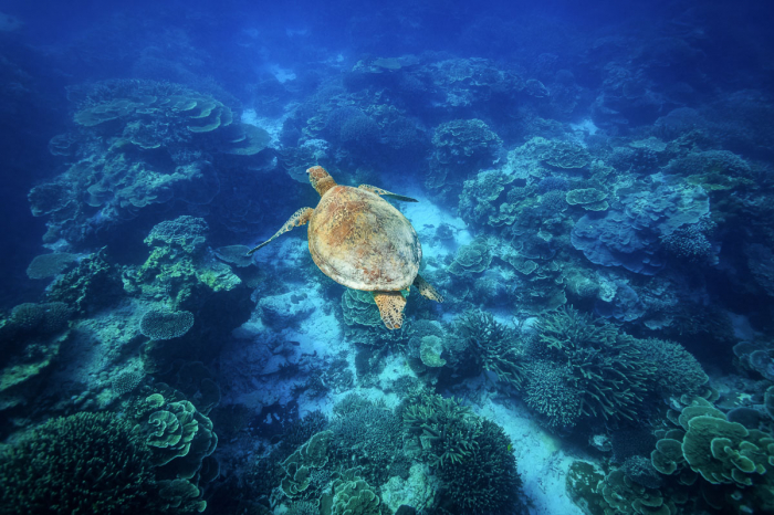 Coral Sea Australia Scuba Diving 13