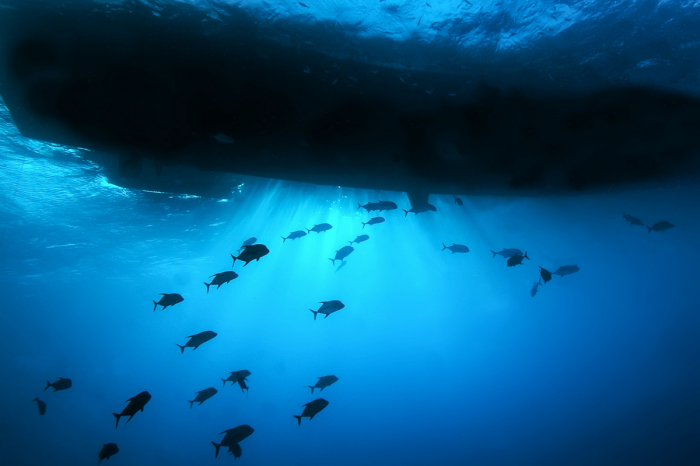 Coral Sea Australia Scuba Diving 14