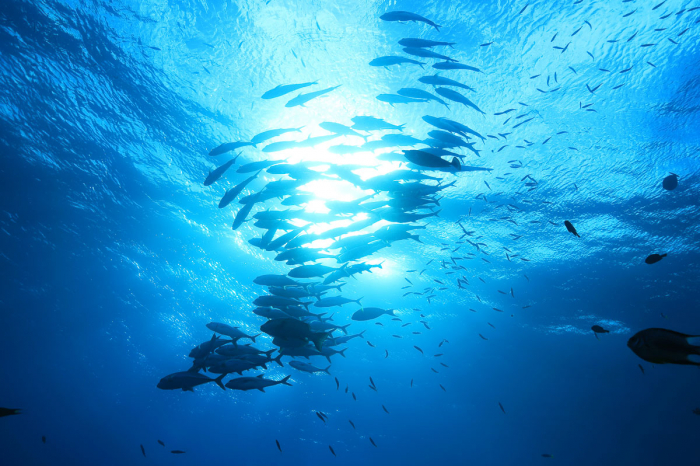Coral Sea Australia Scuba Diving 15