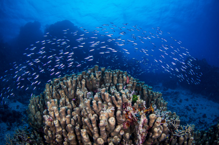 Coral Sea Australia Scuba Diving 18