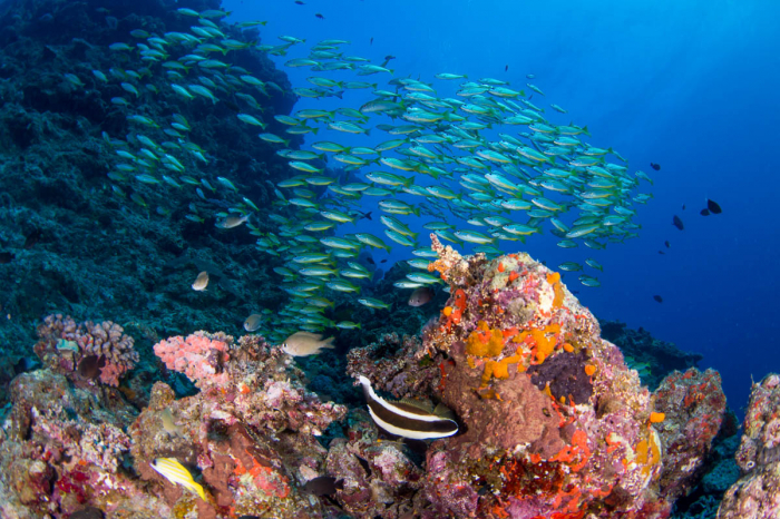 Coral Sea Australia Scuba Diving 19
