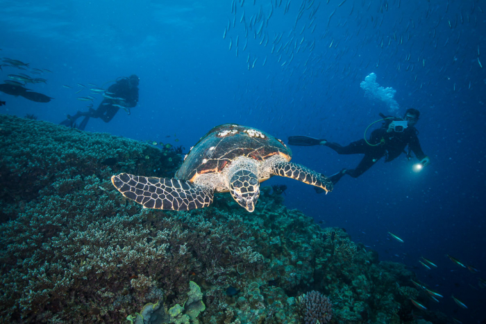 Coral Sea Australia Scuba Diving 20