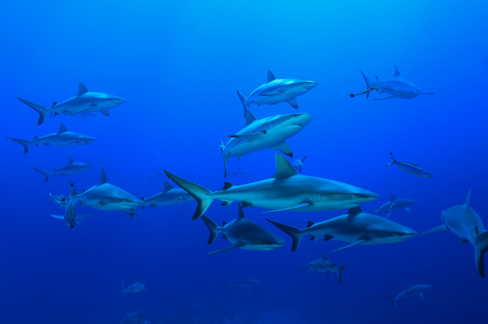 Coral Sea Australia Scuba Diving
