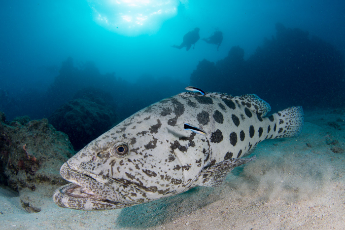 Lizard Island Diving 3