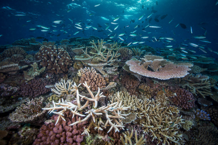 Lizard Island Diving 5