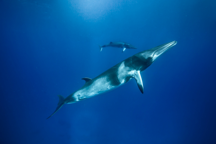 Lizard Island Diving 6