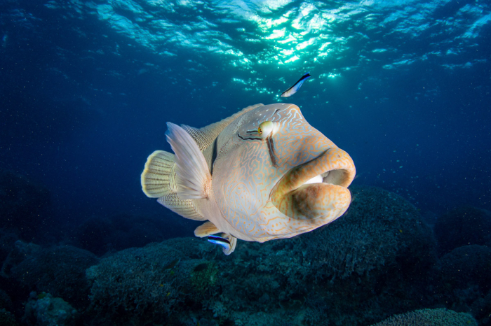 Lizard Island Diving 8