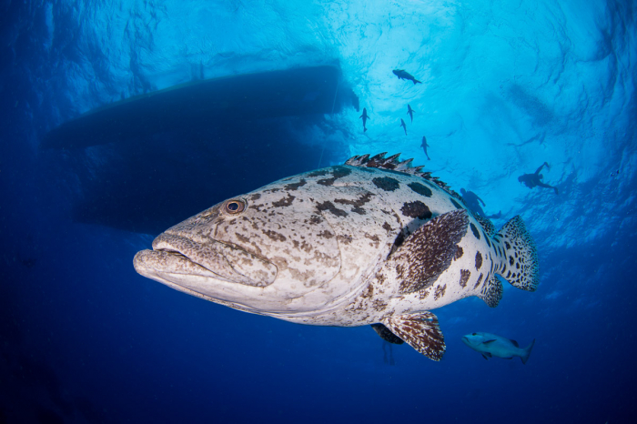 Lizard Island Diving 9