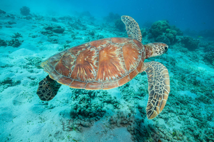 Lizard Island Diving 10