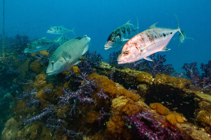 Townsville Magntic Island Yongala Scuba Diving 2