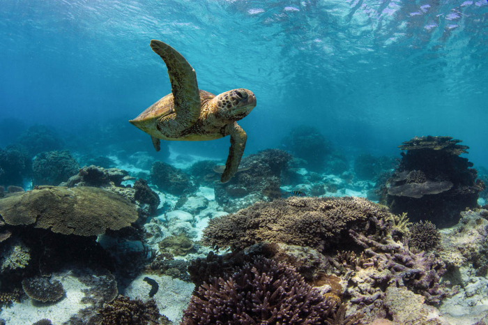 Townsville Magntic Island Yongala Scuba Diving 6