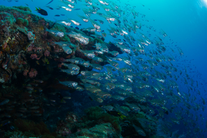 Townsville Magntic Island Yongala Scuba Diving 7