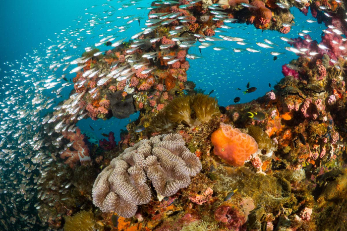 Townsville Magntic Island Yongala Scuba Diving 8