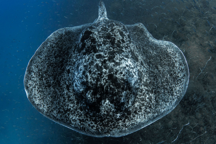 Townsville Magntic Island Yongala Scuba Diving 9