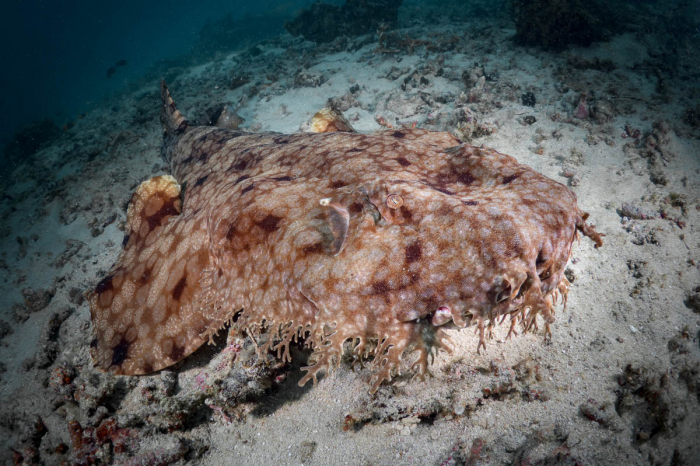 Townsville Magntic Island Yongala Scuba Diving 10