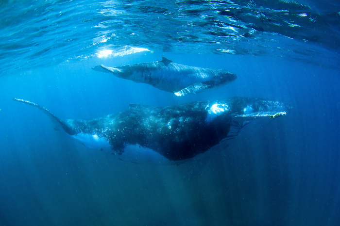 Humpback Whales Ningaloo Reef Exmouth Western Australia