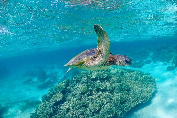 Green Turtle Ningaloo Reef Exmouth Western Australia Scuba Diving