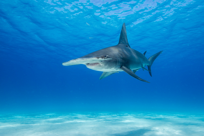 Bimini Berry Islands Bahamas Diving 2