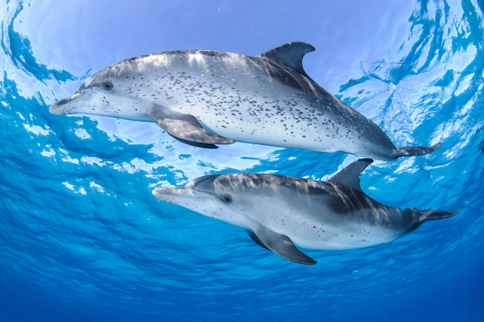 Bimini Berry Islands Bahamas Diving 3